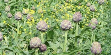 Bizerte: Une subvention de 1,6 million de dinars pour la filière de l&rsquo;artichaut