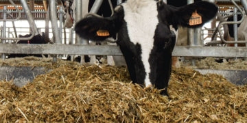 La CSN des industriels d’aliments pour bétails appelle à fournir le son du blé