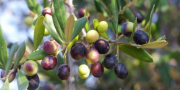 Nabeul : La récolte des olives estimée à plus de 60 mille tonnes