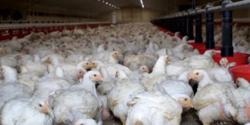 L’Utap appelle les agriculteurs à réduire de 50% la production de volaille