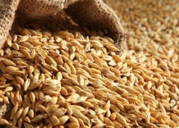Appel d&rsquo;offres tunisien pour acheter 100 000 tonnes de blé tendre et autant d&rsquo;orge fourragère