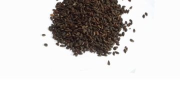 Zgougou: vers une baisse du prix des graines de pin d&rsquo;Alep?