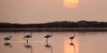 Biodiversité : Mettre en place un système national pour comptabiliser le capital naturel en Tunisie