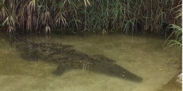 La Municipalité de Tunis dément la mort du crocodile du Belvédère