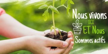 Replanter des arbres à tout prix