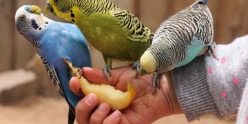 Insolite: un américain dépose 800 perruches dans un refuge pour animaux