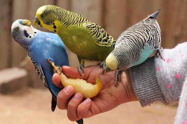 Insolite: un américain dépose 800 perruches dans un refuge pour animaux