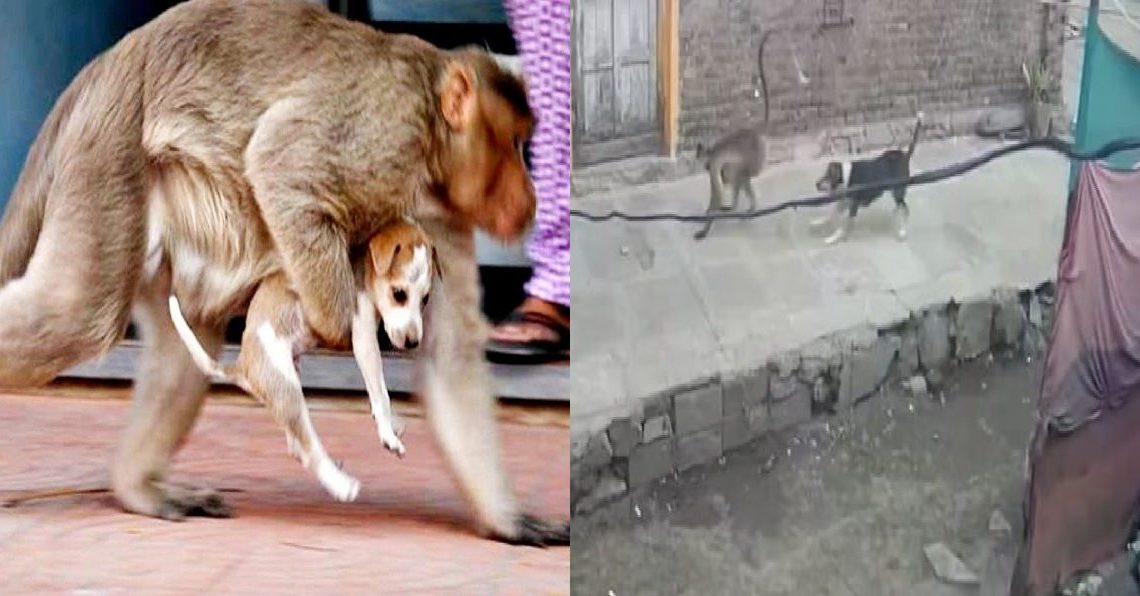 Insolite: en Inde plusieurs centaines de chiots tués par deux singes