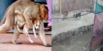 Insolite: en Inde plusieurs centaines de chiots tués par deux singes