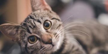 Insolite: votre chat pourrait mettre le feu à votre domicile