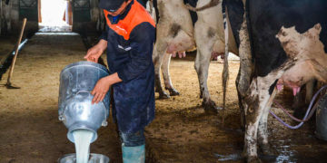 Le stock de régulation du lait frais stérilisé atteint 42,8 millions de litres