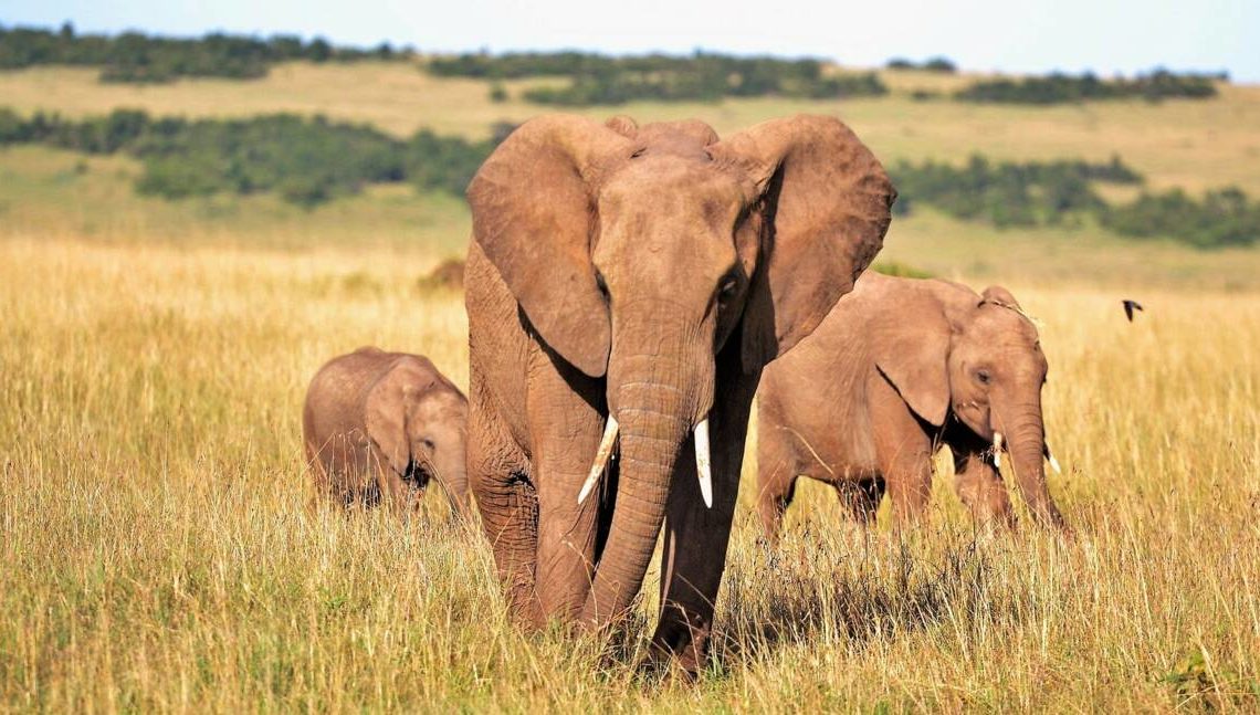 Ouganda: un touriste saoudien piétiné par un éléphant