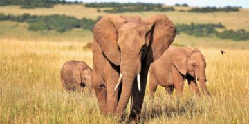Ouganda: un touriste saoudien piétiné par un éléphant