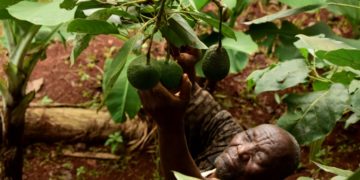 Insolite: l&rsquo;avocat la nouvelle cible des vols organisés au Kenya