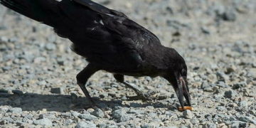 Insolite: en Suède les corbeaux ramassent les mégots de cigarettes contre une cacahuète!