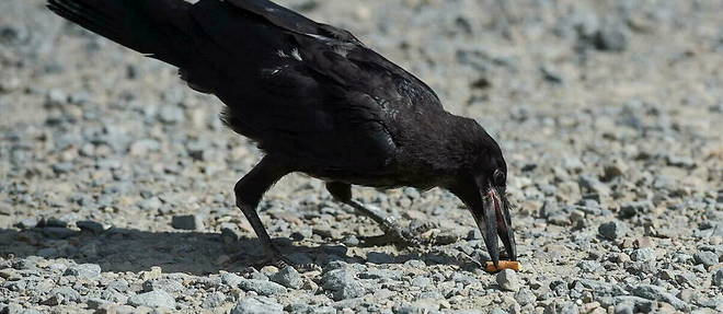 Insolite: en Suède les corbeaux ramassent les mégots de cigarettes contre une cacahuète!