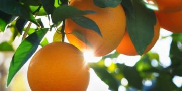 Le fruit de l&rsquo;oranger à l&rsquo;honneur ce samedi à Dar Chablia