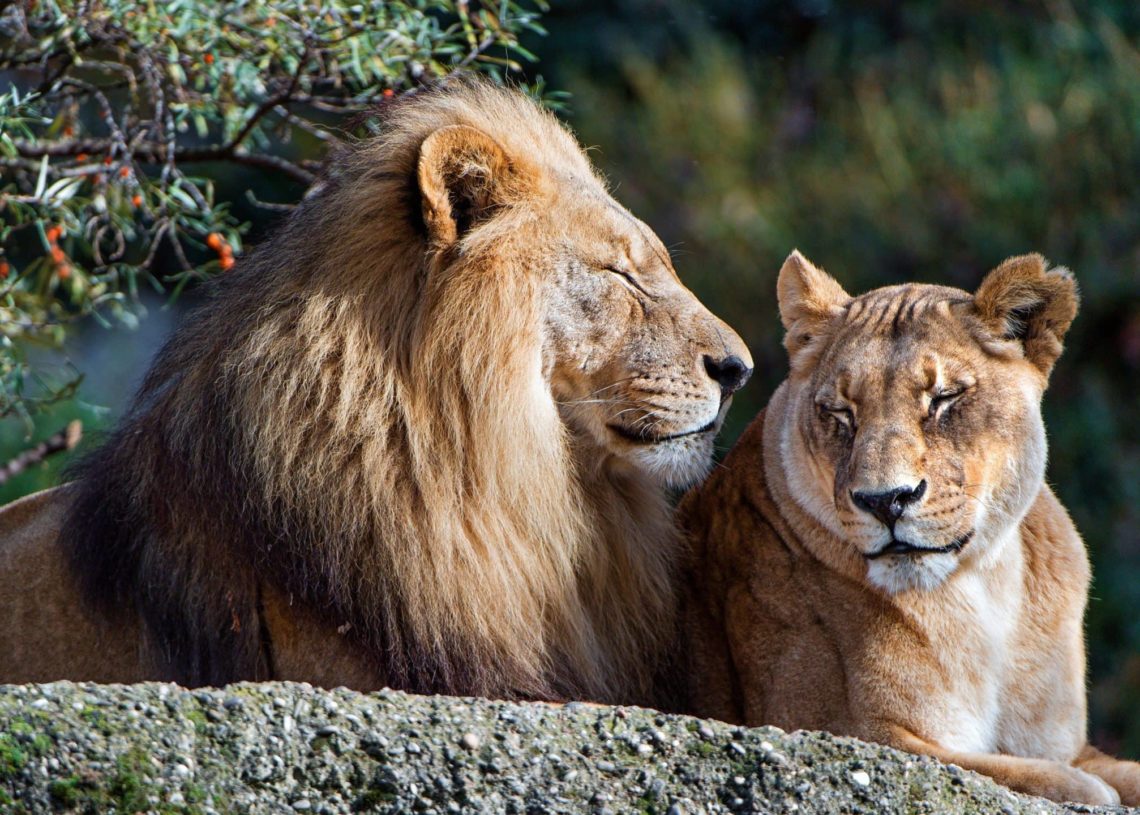 Iran: une lionne dépèce un gardien et s’enfuit avec son lion