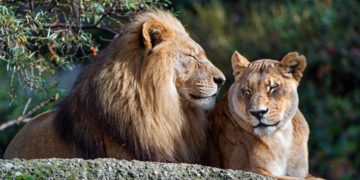 Iran: une lionne dépèce un gardien et s&rsquo;enfuit avec son lion