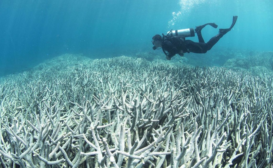 Réchauffement climatique: « vaste blanchissement » de la Grande barrière de corail en Australie