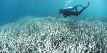 Réchauffement climatique: « vaste blanchissement » de la Grande barrière de corail en Australie