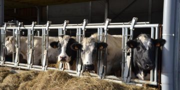 A Sousse le privé importera 250 tonnes de viande bovine