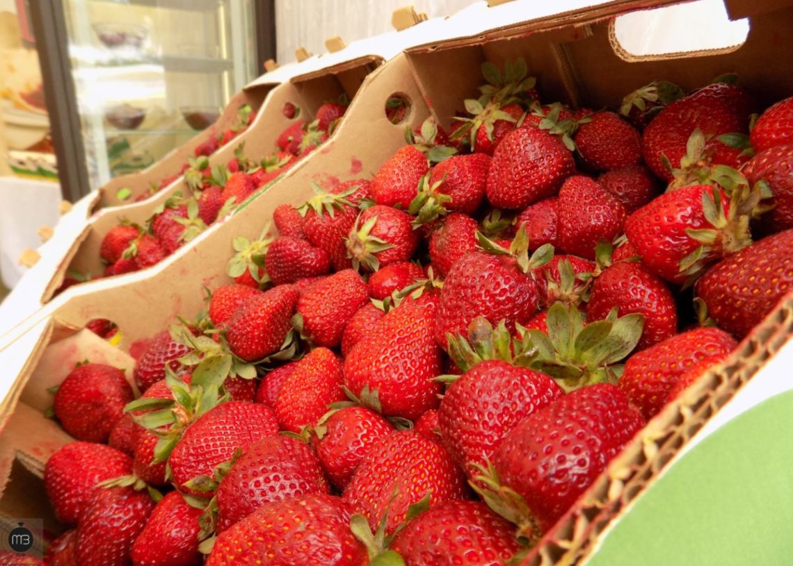 Coup d’envoi de la récolte de fraises à Nabeul