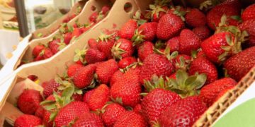 Coup d’envoi de la récolte de fraises à Nabeul