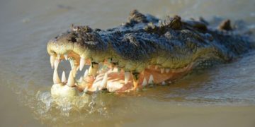 Tanzanie: 6 personnes dévorées par des crocodiles