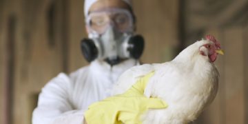 La Chine détecte le premier cas humain de grippe aviaire H3N8