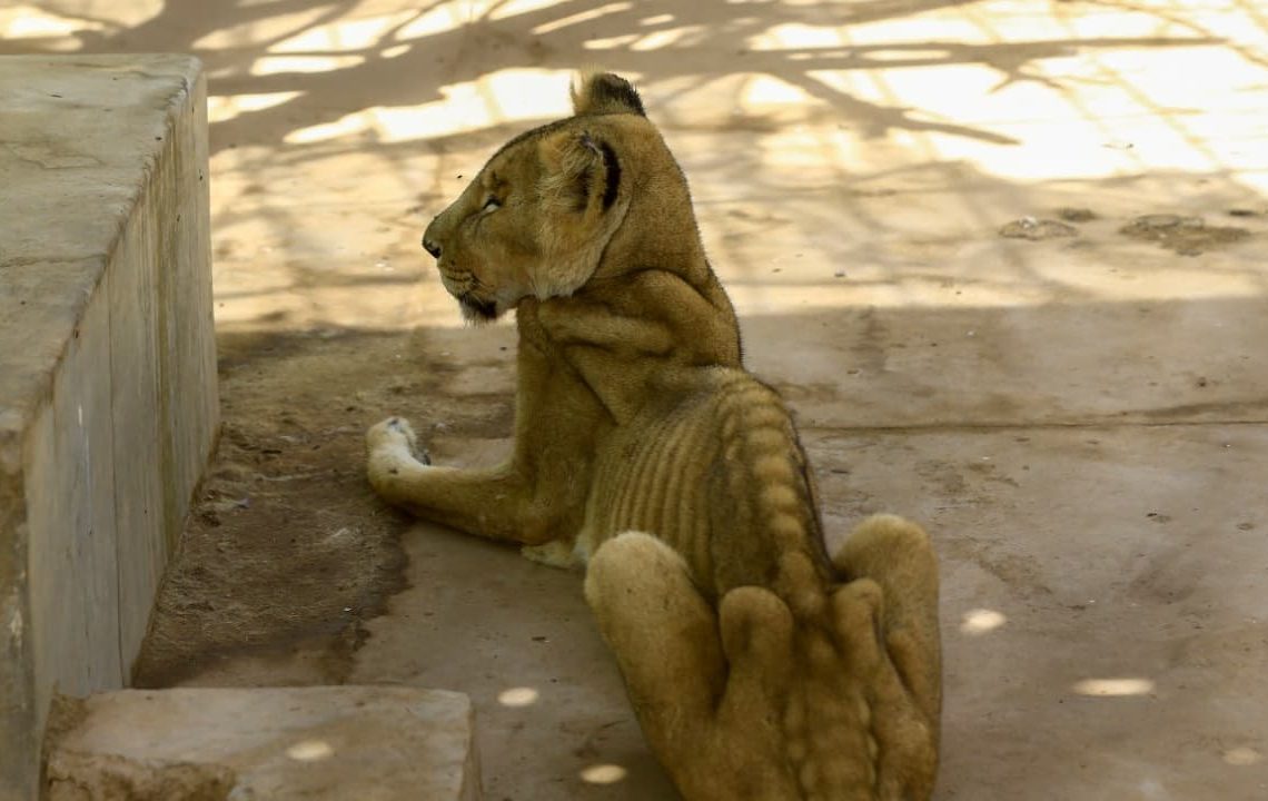 Soudan: des bénévoles se mobilisent pour sauver des lions de la faim