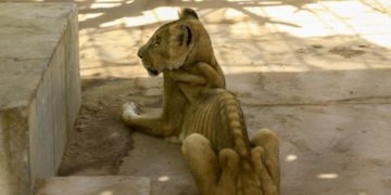 Soudan: des bénévoles se mobilisent pour sauver des lions de la faim