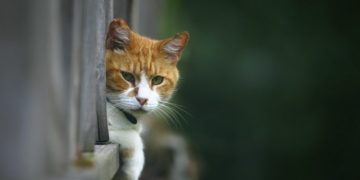 Un chat retrouve sa propriétaire… 5 ans après sa disparition!