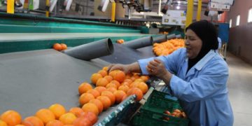 Production, exportation… nos agrumes n’ont pas la pêche