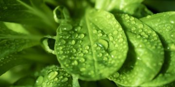 La sixième limite planétaire franchie:  la mise en péril du cycle de l&rsquo;eau douce