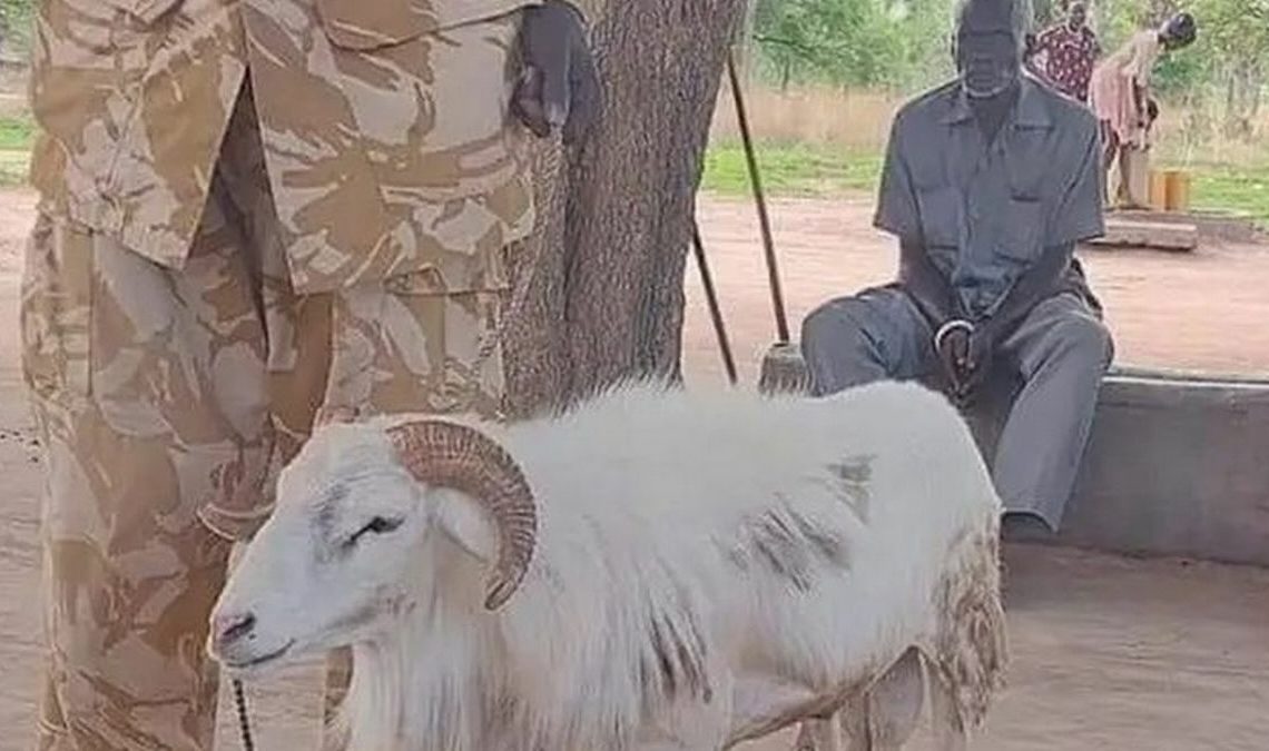 Un bélier condamné à trois ans de prison pour avoir tué une femme