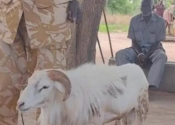 Un bélier condamné à trois ans de prison pour avoir tué une femme