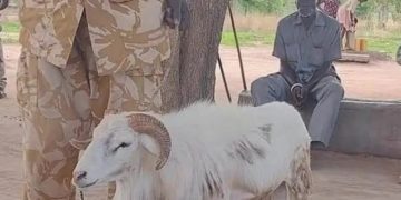 Un bélier condamné à trois ans de prison pour avoir tué une femme