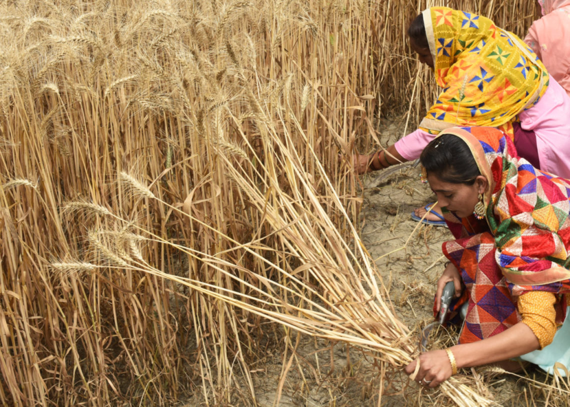 L’Inde interdit l’exportation de blé… le G7 préoccupé par une aggravation de la crise alimentaire