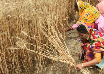 L&rsquo;Inde interdit l&rsquo;exportation de blé… le G7 préoccupé par une aggravation de la crise alimentaire