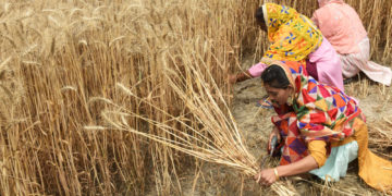 L&rsquo;Inde interdit l&rsquo;exportation de blé… le G7 préoccupé par une aggravation de la crise alimentaire