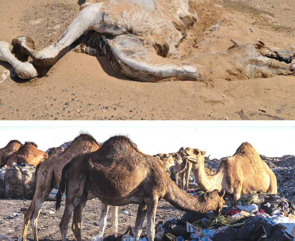 Tataouine: mort soudaine d’une dizaine de chameaux, la sécheresse en cause