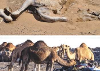 Tataouine: mort soudaine d&rsquo;une dizaine de chameaux, la sécheresse en cause