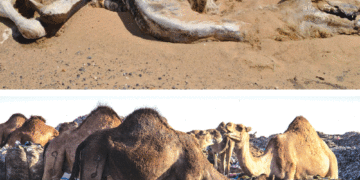 Tataouine: mort soudaine d’une dizaine de chameaux, la sécheresse en cause