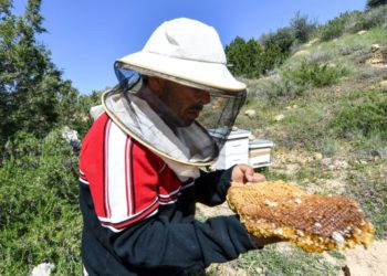 BEEKEEPER Tech: l&rsquo;application 100% tunisienne qui sauve les abeilles et l&rsquo;apiculture