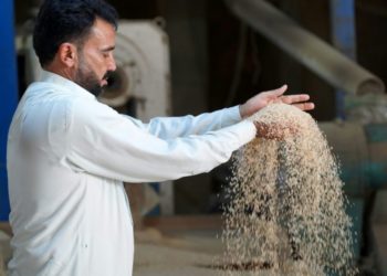 En Irak, le riz ambré, spécialité locale, menacé par la sécheresse