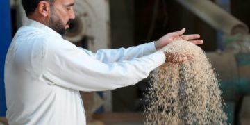 En Irak, le riz ambré, spécialité locale, menacé par la sécheresse