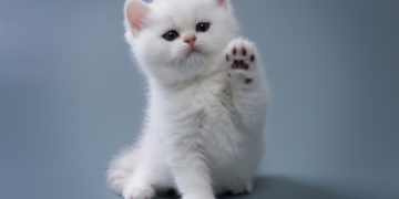 Maroc: les internautes indignés suite à la vidéo d&rsquo;une femme qui incite son chien à tuer un chaton