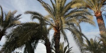 Intervention en cours à l’oasis d’El Hamma après le déclenchement d’un incendie