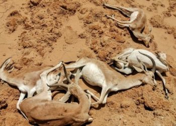 Sécheresse, désintérêt des pouvoirs publics: les gazelles irakiennes de la réserve de Sawa se meurent